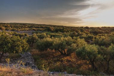 Krk adasında yüzyıllık zeytinlikler Punat Lisesi 'nin kaliteli fotoğraflarına gidiyor..