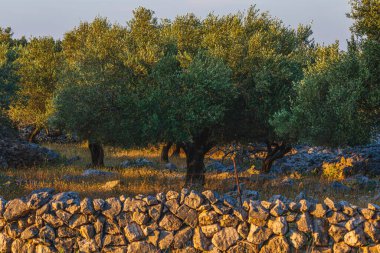 Krk adasındaki zeytin ağaçları, Krk kasabasında aynı isimde yüksek kaliteli fotoğraf..