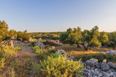 Krk Lisesi 'nin kaliteli fotoğraflarının kayalık ovalarında ve yamaçlarında güzel zeytin ağaçları..