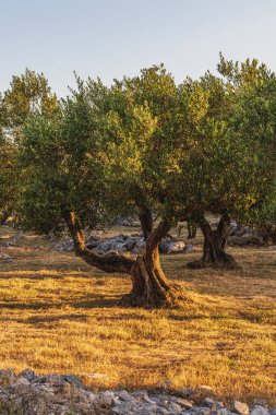 Krk Lisesi 'nin kaliteli fotoğraflarının kayalık ovalarında ve yamaçlarında güzel zeytin ağaçları..