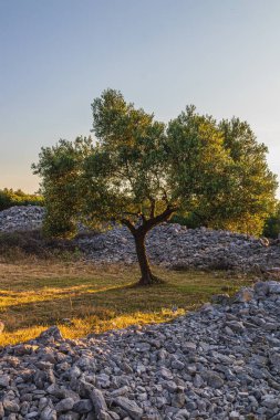 Krk Lisesi 'nin kaliteli fotoğraflarının kayalık ovalarında ve yamaçlarında güzel zeytin ağaçları..