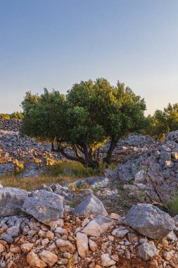 Krk Lisesi 'nin kaliteli fotoğraflarının kayalık ovalarında ve yamaçlarında güzel zeytin ağaçları..