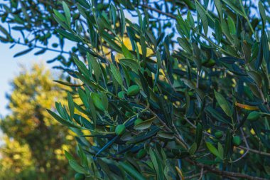 Yaşlı zeytin ağaçları sabahın erken saatlerinde Adriyatik kıyısındaki büyük taşların arasında..
