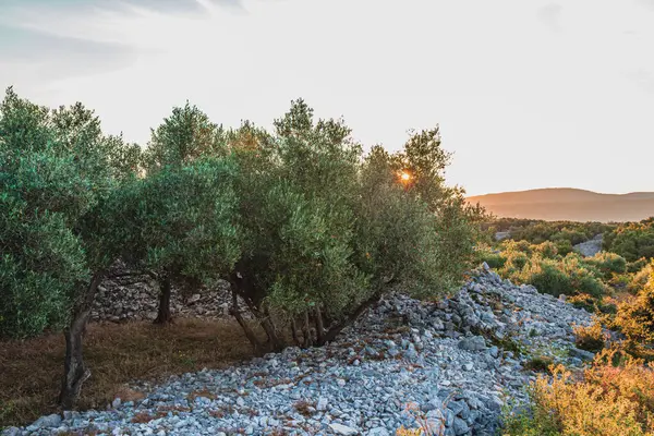 Krk adasındaki zeytin ağaçları, Krk kasabasında aynı isimde yüksek kaliteli fotoğraf..