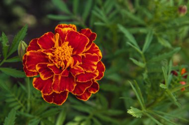 Parlak kadife çiçekleri, canlı yeşil yapraklarla çevrili, zengin kırmızı ve turuncu renkleri sergiliyor, yaz mevsiminde doğanın güzelliğini ve sağlıklı bahçe büyümesini sergiliyor..