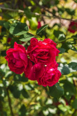 Bright red roses cluster together, glistening with dew under the warm sunlight. Surrounding them are an array of fragrant blooms, creating a colorful garden oasis. clipart