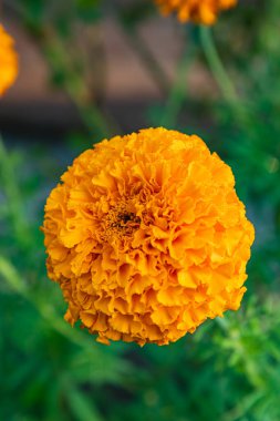 Sulu somon balığı ve alabalık, yeşillik dolu canlı bir arka bahçeyle çevrili sıcak bir ızgaranın üzerine yerleştirilir. Mükemmel bir yaz aktivitesi davetkar bir atmosfer yaratır..