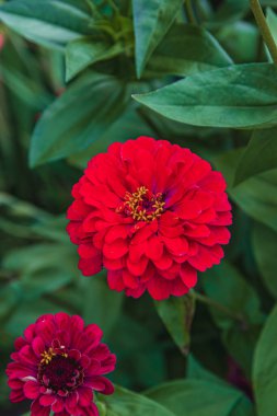 İki canlı kırmızı zinya, bir bahçe ortamındaki yeşil yaprakların arka planına karşı duruyor. Çiçekler karmaşık katmanlarını ve canlı renklerini sergiliyor. Yazın güzelliklerini vurguluyorlar..