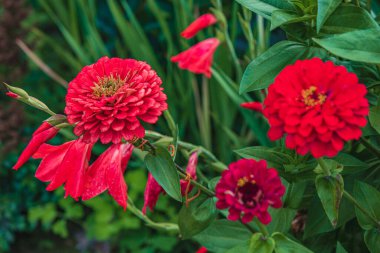 Bereketli kırmızı zinyalar canlı bir bahçede narin kırmızı trompet çiçeklerinin yanında çiçek açarlar. Sahne, güneşli bir ortamda çiçek açan bitkilerin güzelliğini yakalar..