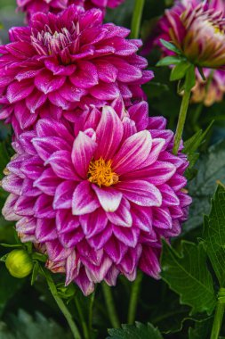 Izgarada somon ve alabalıktan oluşan bir barbekü seti. Etrafı dumanlı tatlar ve canlı renklerle çevrili. Dostlar ve ailelerle sıcak bir öğleden sonra buluşması için mükemmel..