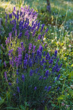 Lavender plants stand tall in a lush garden, showcasing their vibrant purple flowers against a backdrop of greenery, illuminated by soft sunlight during the day. clipart