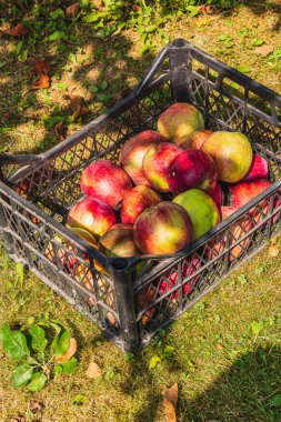 Siyah bir sandık çimenlerin üzerinde duran kırmızı ve yeşil elmalarla dolu. Güneş batıyor, kırsal bir ortamda elmaların canlı renklerini vurguluyor..