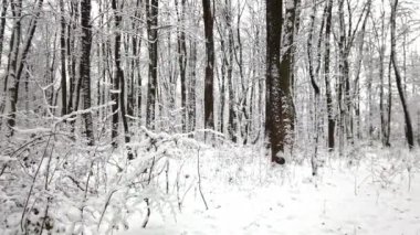 Karla kaplı bir parkta, uzun ve karla kaplı ağaçlar arasında dar bir yolun estiği sakin bir yürüyüş yaşayın. Kışın sessiz güzelliği seni huzur içinde kucaklıyor..