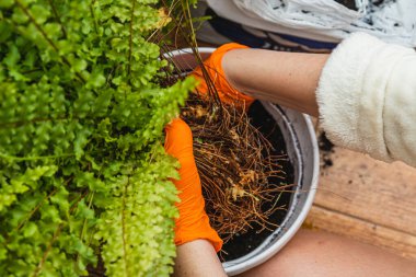 Hands wearing bright orange gloves carefully untangle flower roots from a pot, preparing for repotting. Surrounding greenery adds life to the productive gardening activity on a wooden surface. clipart