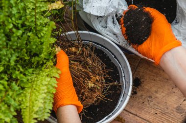 Parlak turuncu eldivenler giyen eller kökleri ve toprağı incelikle tutarlar, konteynırlarını aşan bitkileri yeniden saksılarlar. Rahat bir alanda yemyeşil yetiştirmeye adanmıştır..