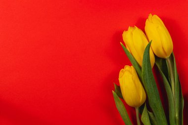 Parlak sarı laleler canlı kırmızı bir arka plana karşı güzelce düzenlenmiştir. Anneler Günü ya da ilkbaharda Uluslararası Kadınlar Günü 'nü kutlamak için mükemmeldir. Neşeli bir çiçek gösterisi bekliyor..