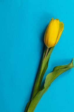 Parlak sarı bir lale parlak mavi bir arka plana karşı dimdik ayakta duruyor, baharın ruhunu kutluyor ve Anneler Günü ve Uluslararası Kadınlar Günü ruhunu onurlandırıyor..
