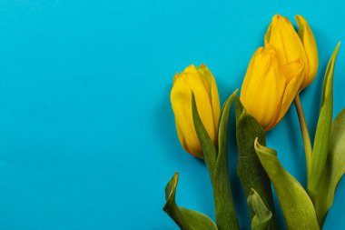 Canlı sarı laleler, bahar ve neşeyi simgeleyen parlak mavi bir arkaplana karşı düşünceli bir şekilde dizilmiştir. Anneler Günü ya da Uluslararası Kadınlar Günü için mükemmeldir..