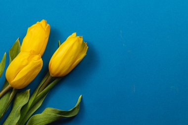 Açık sarı laleler, koyu mavi arka planda güzel bir şekilde dizilmiş yenilenmeyi ve takdiri sembolize ediyor. Anneler Günü ya da Uluslararası Kadınlar Günü kutlamaları için mükemmel bir hediye..