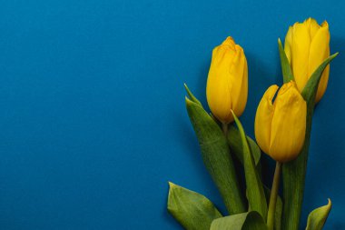 Sarı laleler mavi bir arkaplanda zarif bir şekilde dizilmiş. Anneler Günü ve Uluslararası Kadınlar Günü 'nün coşkulu bahar sezonunu sembolize ediyor..