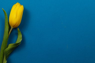 Parlak sarı bir lale, baharı ve neşeyi sembolize eden mavi bir zemin üzerinde duruyor. Anneler Günü ve Uluslararası Kadınlar Günü kutlamaları için mükemmel. Yenilenmenin özünü yakalıyor..