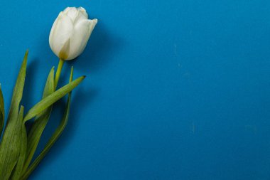 Tek bir beyaz lale canlı mavi bir yüzey üzerinde zarif bir şekilde duruyor, bahar güzelliğini, Anneler Günü 'nü ve Uluslararası Kadınlar Günü' nü sembolize ediyor. Sevgi ve takdiri çağrıştırıyor..