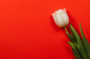 Tek bir beyaz lale, ilkbaharı ve kutlamayı sembolize eden koyu kırmızı bir zemin üzerinde zarif bir şekilde duruyor. Anneler Günü ve Uluslararası Kadınlar Günü gibi etkinlikler için mükemmel..