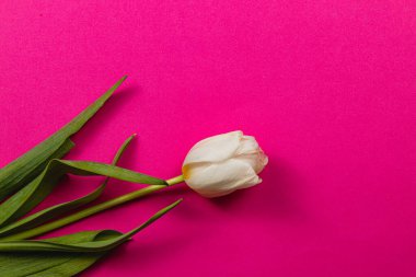 Güzel beyaz bir lale, bahar, Anneler Günü ve Uluslararası Kadınlar Günü 'nün neşesini sembolize eden canlı pembe bir zemin üzerinde dinlenir. Yeşillik, sahnenin tazeliğini arttırır..