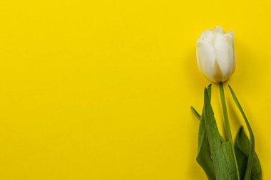 Tek bir beyaz lale, Anneler Günü ve Uluslararası Kadınlar Günü gibi bahar şenliklerinde güzelliği ve yenilenmeyi simgeleyen parlak sarı bir zemin üzerinde zarif bir şekilde duruyor..