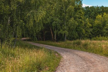 Uzun ağaçlar ve açık mavi bir gökyüzünün altındaki yabani otlarla çevrili, dolambaçlı toprak bir yol yemyeşil içinde dolanıyor. Güneş ışığı yaprakların arasından güzelce süzülür..