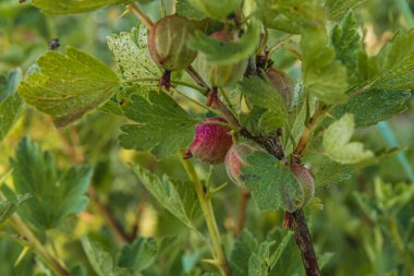Canlı yeşil yapraklardan sarkan bektaşi üzümü kümeleri sabah çiğ taneleriyle parıldıyor. Güneş ışığı, bu gelişen bahçe sahnesinin güzelliğini arttırır. Doğanın bereketini yakalar..