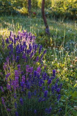 Öğleden sonranın sıcacık parıltısında, lavanta kümeleri yemyeşil ve yavaşça sallanan kır çiçekleriyle çevrili verimli bir bahçede dimdik ayakta duruyor ve sakin bir ortam yaratıyor..