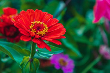 Yeşil yapraklar ve pembe çiçek ipuçlarıyla çevrili canlı bir bahçede parlak kırmızı bir çiçek açar. Bu büyüleyici sahne baharın güzelliğini ve canlılığını yansıtıyor..