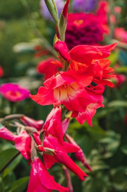 Parlak kırmızı çiçekler, canlı bir bahçede dikkatleri çeker ve doğanın sanatını gözler önüne serer. Güneş ışığıyla aydınlanan flora renkli çiçeklerle çevrili olarak gelişir. Seyircilerin hayranlığını cezbeder..