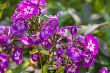 Pofuduk çiçeklerle dolu yemyeşil bir bahçe canlı mor renkler sergiliyor. Yakınlarda, üzümler, üzümler ve bektaşi üzümleri gibi çeşitli meyveler doğanın cömertliğini gösteriyor..