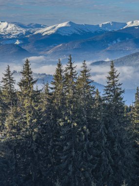 18 Ocak 2025 'te, Polyanytsia Ukrayna' da, açık mavi bir gökyüzü altında görkemli kar örtülü dağlarla çevrili yüksek çam ağaçları sergilenir..