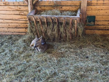 Genç bir buzağı kırsal bir ahırdaki yumuşak samanların üzerinde huzur içinde dinleniyor. Sahne, ahşap yapının içinden süzülen güneş ışığının yarattığı sıcak atmosferi yakalıyor..