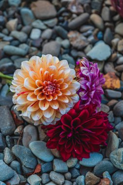 Turuncu, mor ve koyu kırmızı tonlarda üç canlı yıldız çiçeği pürüzsüz gri taşlara güzelce yerleştirilmiş, doğal ortama karşı çarpıcı bir kontrastlık yaratıyor..