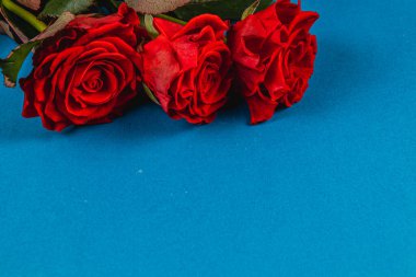 Parlak mavi bir yüzeyde uzanan üç canlı kırmızı gül karmaşık taç yapraklarını ve zengin renklerini sergiliyorlar. Karşıtlık çiçeklerin güzelliğini ve tazeliğini vurgular.