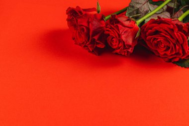 Yeşil saplı üç yemyeşil gül çarpıcı bir kırmızı zemine karşı zarif bir şekilde dinleniyor. Kutlamalar ve hediyeler için cesur ve romantik bir görsel yaratıyor..