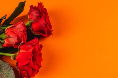 Üç yemyeşil kırmızı gül parlak turuncu bir yüzey üzerinde zarif bir şekilde düzenlenir. Kutlamalar ya da aşkı ifade etmek için mükemmeldir. Taze çiçekler çarpıcı bir görsel karşıtlık yaratır..