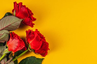 Üç canlı kırmızı gül, parlak sarı bir arkaplana karşı güzelce düzenlenir. Renklerin birleşimi çarpıcı ve neşeli bir görsel yaratıyor, kutlama veya dekor için mükemmel..