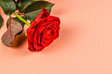 Canlı, yemyeşil yapraklı kırmızı bir gül yumuşak bir şeftali arkaplanına nazikçe yerleştirilir, çiçeğin narin güzelliğini ve zarafetini yakalar. Romantik durumlar için mükemmel..