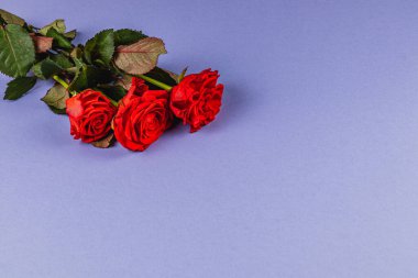 Yeşil yapraklı üç canlı kırmızı gül yumuşak mor bir yüzeye zarif bir şekilde yerleştirilir. Renkler çarpıcı bir tezat oluşturuyor, çiçeklerin güzelliğini vurguluyor..