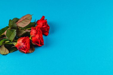 Kurumuş kırmızı gül kümesi canlı mavi bir arka planda duruyor. Yapraklar solmuş görünüyor, zamanın geçişini ve solmuş çiçeklerin güzelliğini vurguluyor..