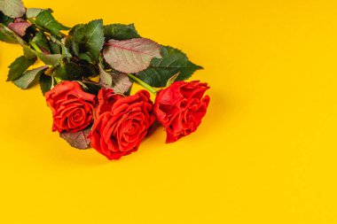 Üç çarpıcı kırmızı gül yemyeşil yapraklı canlı sarı bir arka planda dinleniyor. Renklerin birleşimi neşeli ve canlı bir atmosfer yaratır, her durum için mükemmel..