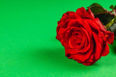 Yumuşak ışıkla aydınlatılan parlak yeşil bir yüzeyde yemyeşil yapraklı tek bir kırmızı gül yatıyor. Karşıtlık çiçeğin güzelliğini ve detaylarını vurgular, çarpıcı bir görsel etki yaratır..