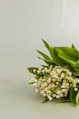 Vadinin narin beyaz zambakları yemyeşil yapraklarla süslenir. Güzelliklerini ve tazeliklerini yumuşak bir zemine vurgular..