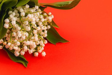 Vadinin narin beyaz zambakları yeşil yapraklarla turuncu bir arka planda sergileniyor, güzelliklerini ve cazibelerini canlı bir ortamda sergiliyorlar..