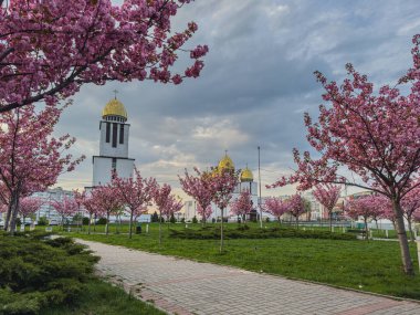 Lviv Ukrayna 04.23.25 Kiraz çiçekleri, altın kubbeleri olan çarpıcı bir kilisenin yanındaki parkta çiçek açarak bahar boyunca parçalı bulutlu bir gökyüzünün altında güzel bir manzara yaratır..